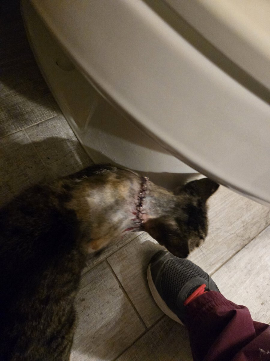 justxxcat's tweet photo. I #rescued an injured #cat that was hiding in my garage last week.  He leaves today to finish healing with his medical foster.  He has many more vet visits in his future and still needs to be neutered.  If you are able, please donate to this kind woman's rescue organization to help with the cost of his continued care.  If you are unable to donate, please share. 

PayPal
https://PayPal
https://t.co/62rYEaYbzt

Venmo
https://t.co/yLUnhKgqEU

https://t.co/1XJjCpTHiY
