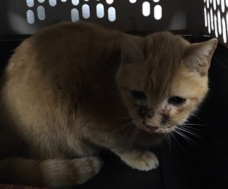 These and 12 other animals are STRAYS turned into the PWC Animal Services Center between 4/25/2025 - 4/28/2025. We post photos of stray animals brought to the Center a couple of times each week to help owners find their missing pets. If you believe your pet is at the Center,