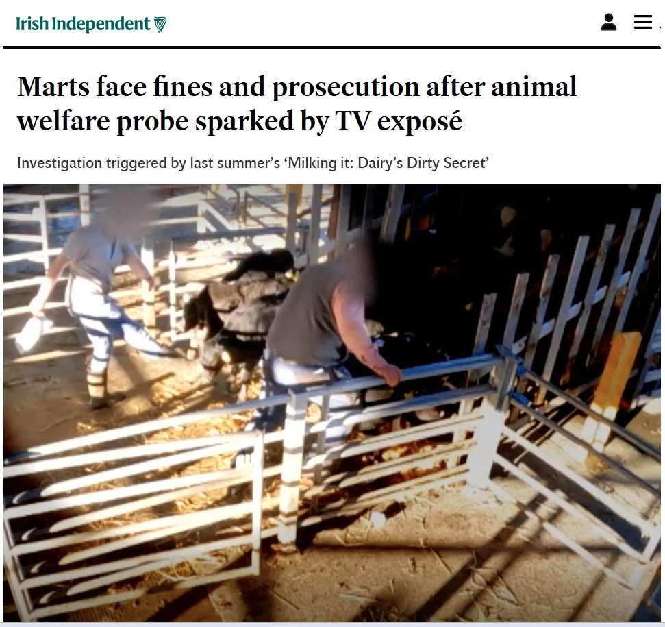 Ethical Farming Ireland (@ethicalfarmie) on Twitter photo In July 2023 <a href="/franmcnulty/">Fran McNulty</a> exposed immense cruelty and abusive treatment of unweaned calves at marts, before going for export, in RTE Investigates Milking it: Dairy’s Dirty Secret. Finally <a href="/agriculture_ie/">Dept of Agriculture, Food and the Marine</a> has finished an investigation resulting in four cattle marts and seven In July 2023 <a href="/franmcnulty/">Fran McNulty</a> exposed immense cruelty and abusive treatment of unweaned calves at marts, before going for export, in RTE Investigates Milking it: Dairy’s Dirty Secret. Finally <a href="/agriculture_ie/">Dept of Agriculture, Food and the Marine</a> has finished an investigation resulting in four cattle marts and seven
