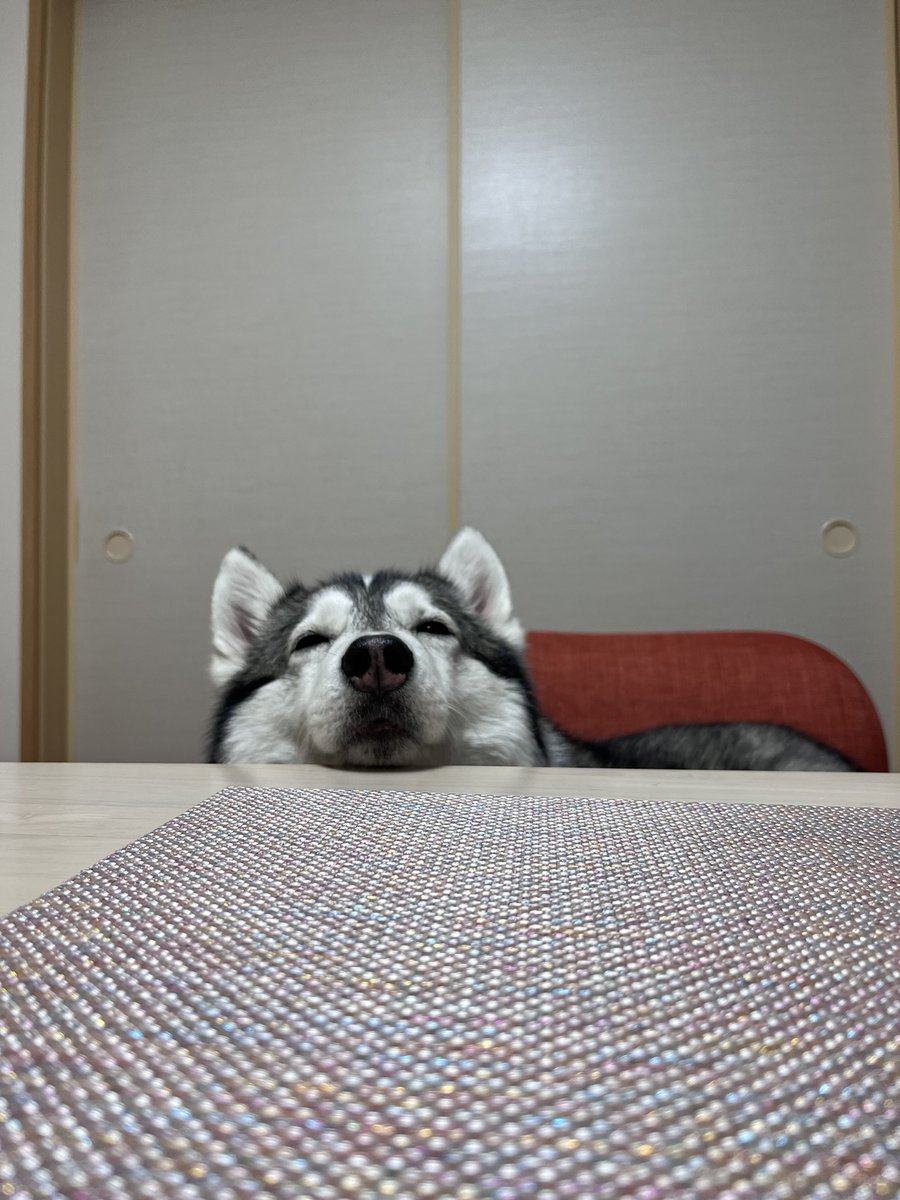 nonno0106's tweet image. ハスキーってこんなかんじ