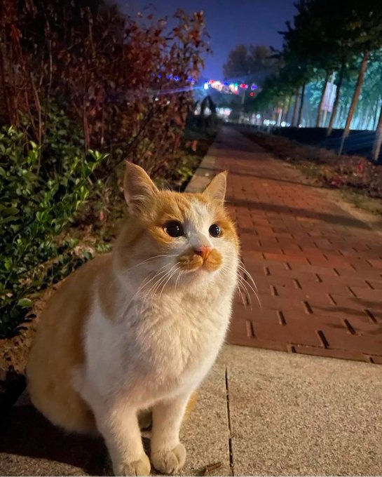 PunchingCat's tweet image. take him home