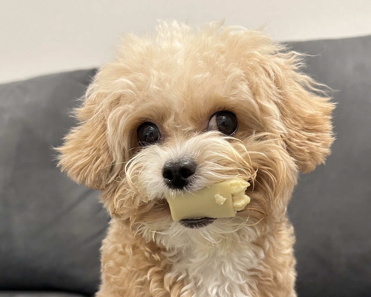 chipoo_bear's tweet photo. ぱんちゃん1才になりました🎂
おめでとうだいすき💕 https://t.co/nfTyUizzhs