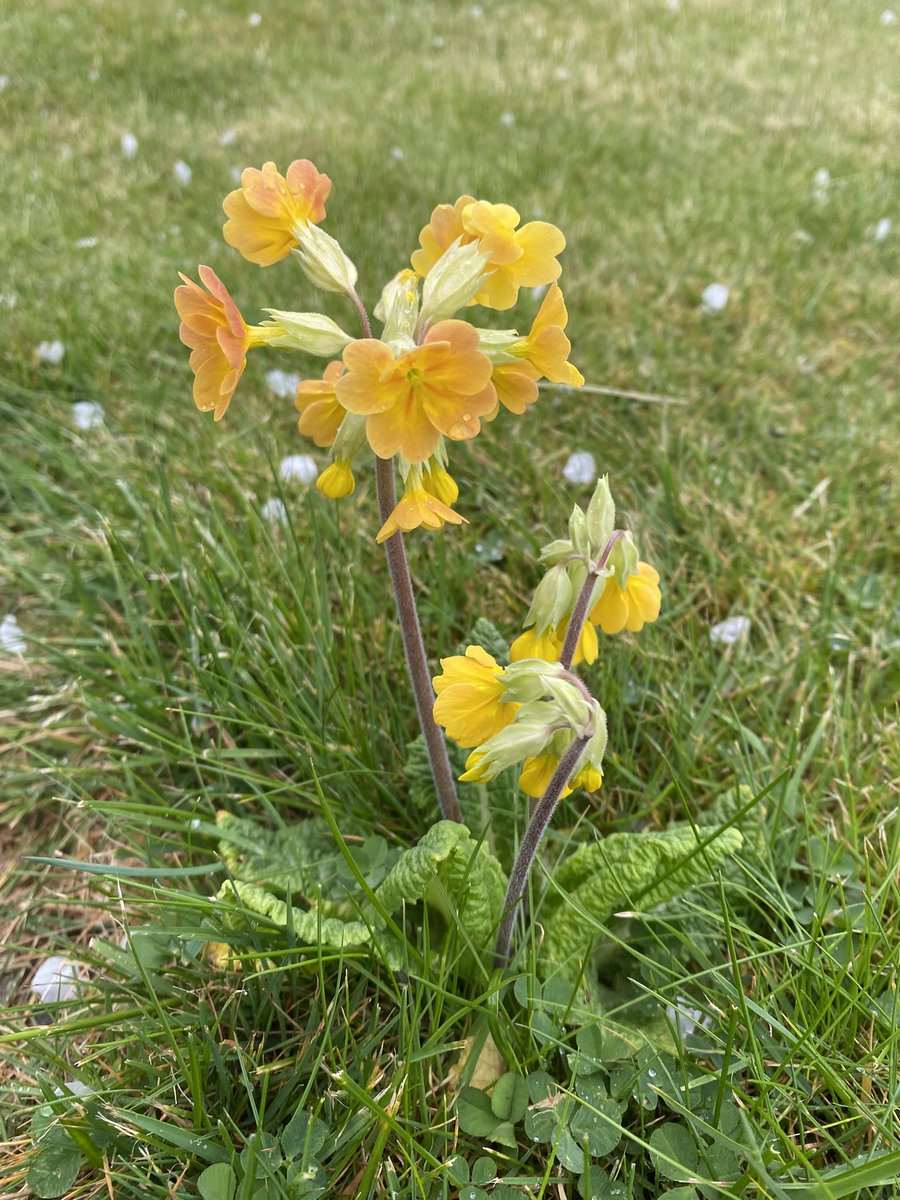 It was day 356 of #365DaysWild a week ago yesterday, and we started it with an Easter egg hunt in our garden! Later that day we had another egg hunt in my parents’ garden, admiring blossom and blooms and a singing thrush until the rain chased us back indoors. #WildBeanAdventures
