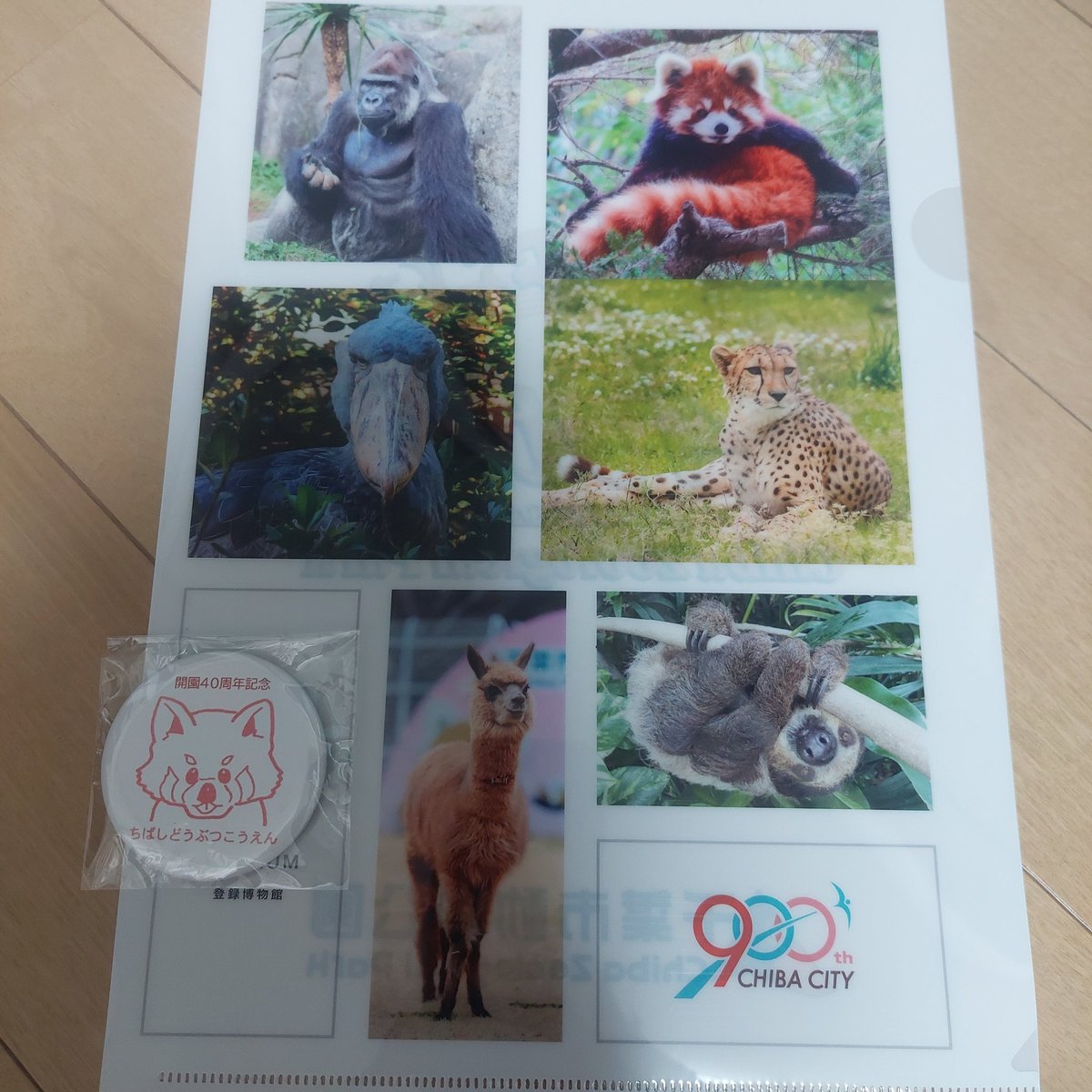 8連休の始まり～(当初は11連休の予定が仕事終わらず😭)

初日は #千葉市動物公園 へ

今日は千葉レッサーみんなにタケノコが出たよー
40周年記念クリアファイルも無事貰えました✨

📷2025.04
#千葉市動物公園 #レッサーパンダ #みい