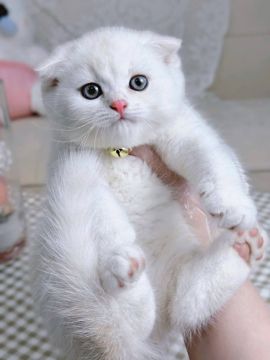 Sophia_3232's tweet photo. The only thing I love🐱🐱 https://t.co/HtLh4ZEudS