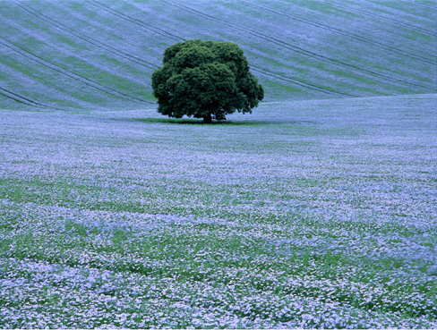St George's Hospital Charity (@givingtogeorges) on Twitter photo 'Willoughby Hedge, England' by Charlie Waite is our Artwork of the Month - chosen by Radiology Department staff members and visitors to the X-Ray waiting room in St James Wing! This series is part of the <a href="/HeritageFundUK/">The National Lottery Heritage Fund</a> funded 'Our Hospital' project. bit.ly/3EDdmQa 'Willoughby Hedge, England' by Charlie Waite is our Artwork of the Month - chosen by Radiology Department staff members and visitors to the X-Ray waiting room in St James Wing! This series is part of the <a href="/HeritageFundUK/">The National Lottery Heritage Fund</a> funded 'Our Hospital' project. bit.ly/3EDdmQa