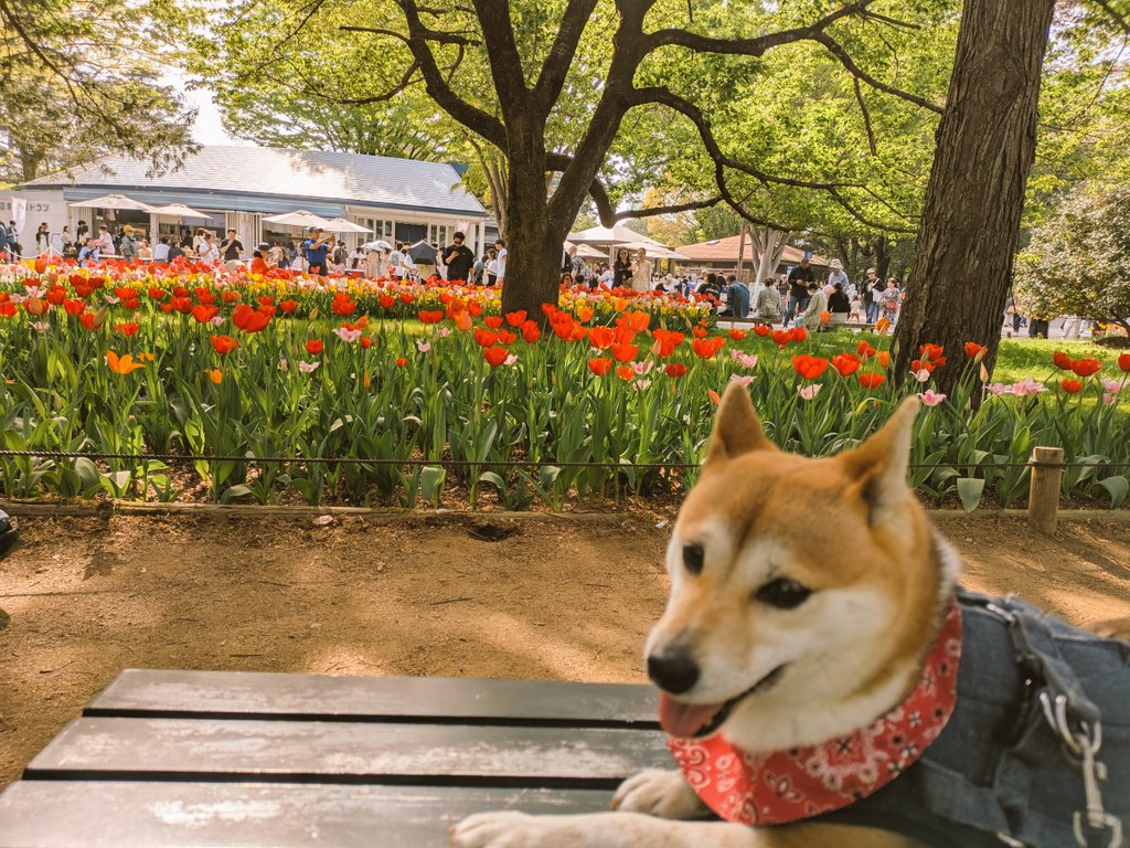 ほんのちょっと前の写真ですが😅
左：ネモフィラとももちゃん
右：チューリップ🌷と🐶
#豆柴
#昭和記念公園 
#人が多いと拒否柴