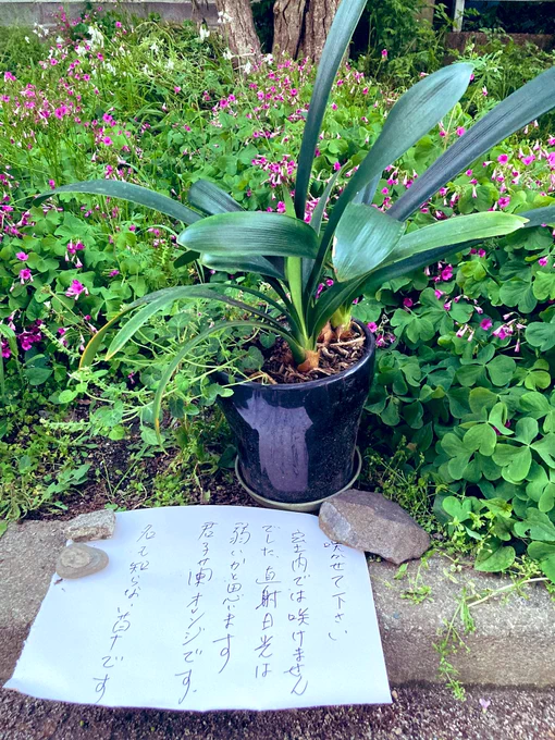 咲かせて下さい

散歩してたら見かけた植物。 