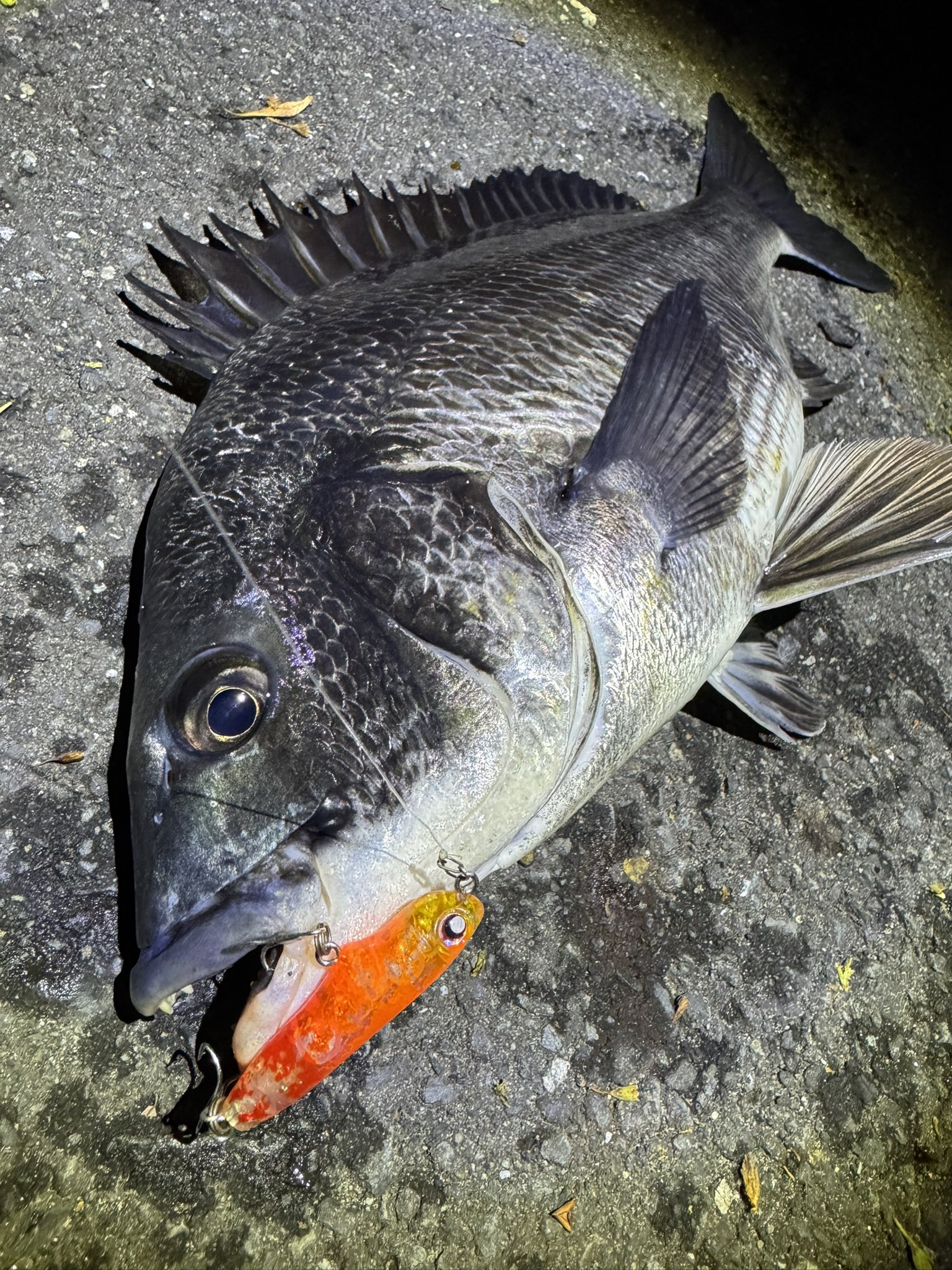 WANS わんず 疑似餌製造 パーカー ブラック M さなぎ しぼり ルアー