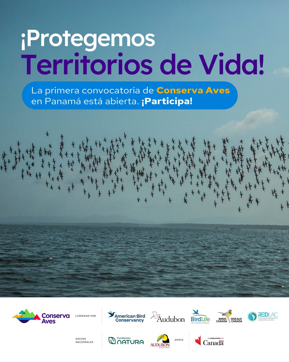 ⏳¡Participa! 🦜✨ 💚
La convocatoria de Conserva Aves en Panamá está abierta.
¿Cómo puedes aplicar?
Busca la información de la convocatoria de la iniciativa #ConservaAves accediendo a la página web naturapanama.org y audubonpanama.org en la pestaña del proyecto.