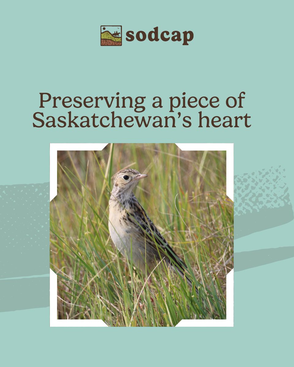 Grasslands may not always get the spotlight it deserves, but they’re vital to our wildlife, culture and history. They provide food, shelter and breeding grounds for species at risk. They are also one of the most endangered ecosystems on Earth. Protecting them matters greatly!