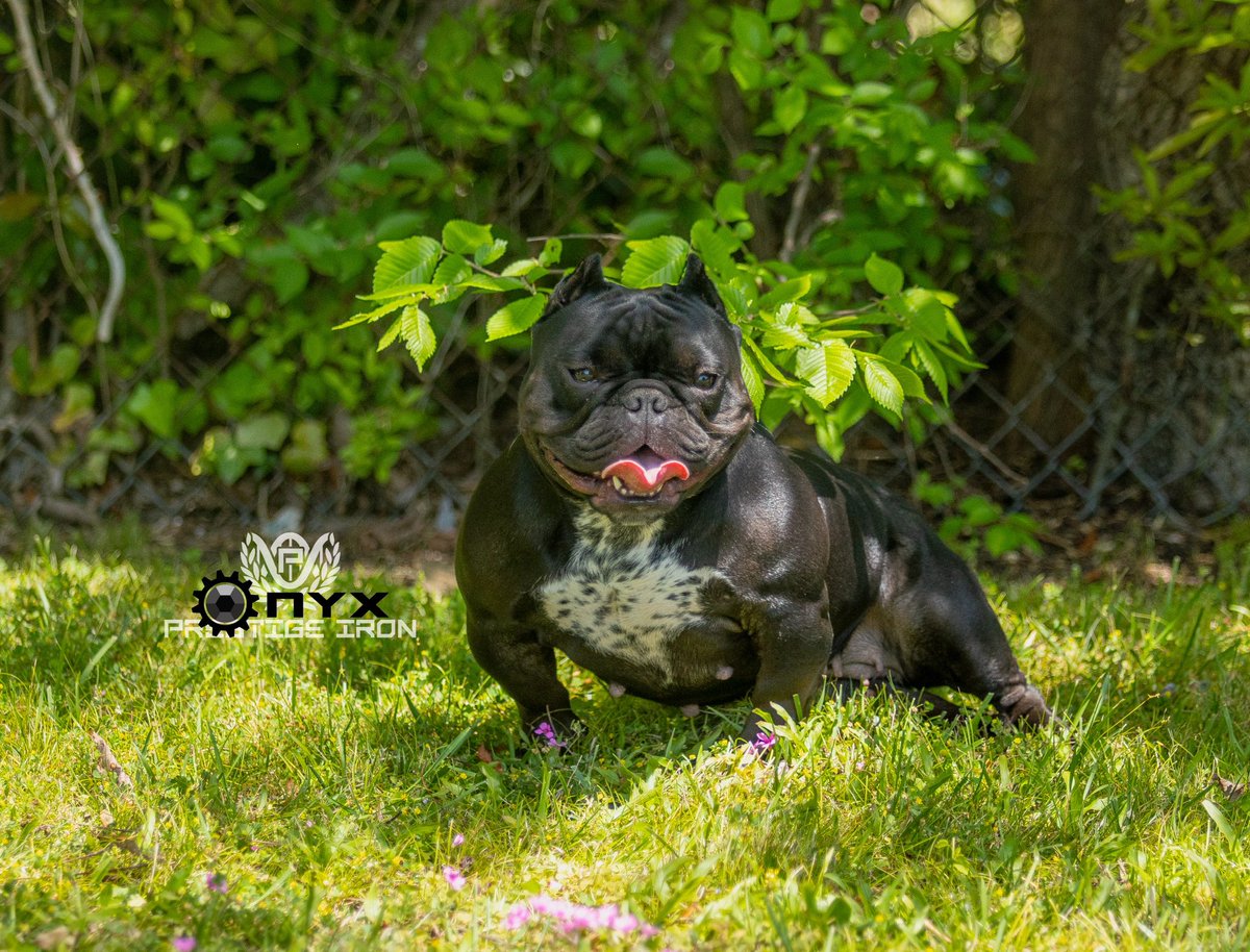 SplashyyDA's tweet image. Bully (F, 4y.o)  needs a new home moving #richmondva #dmv #goodprice