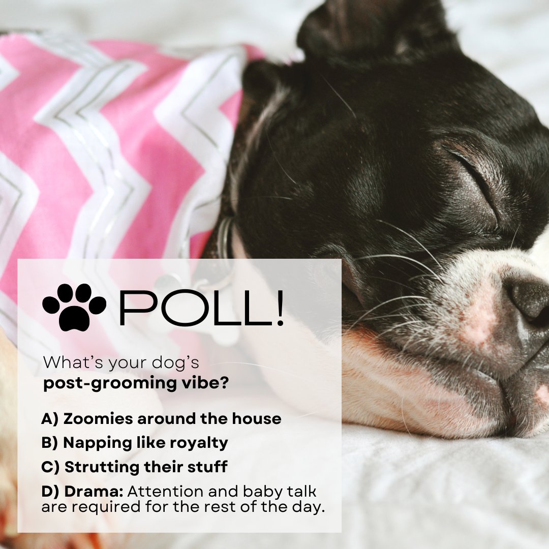 EastDallasVet's tweet image. Does your pup have a post-grooming go-to? Tell us in the comments! 🐩 #DogGrooming #PamperedPup #PuppyPoll