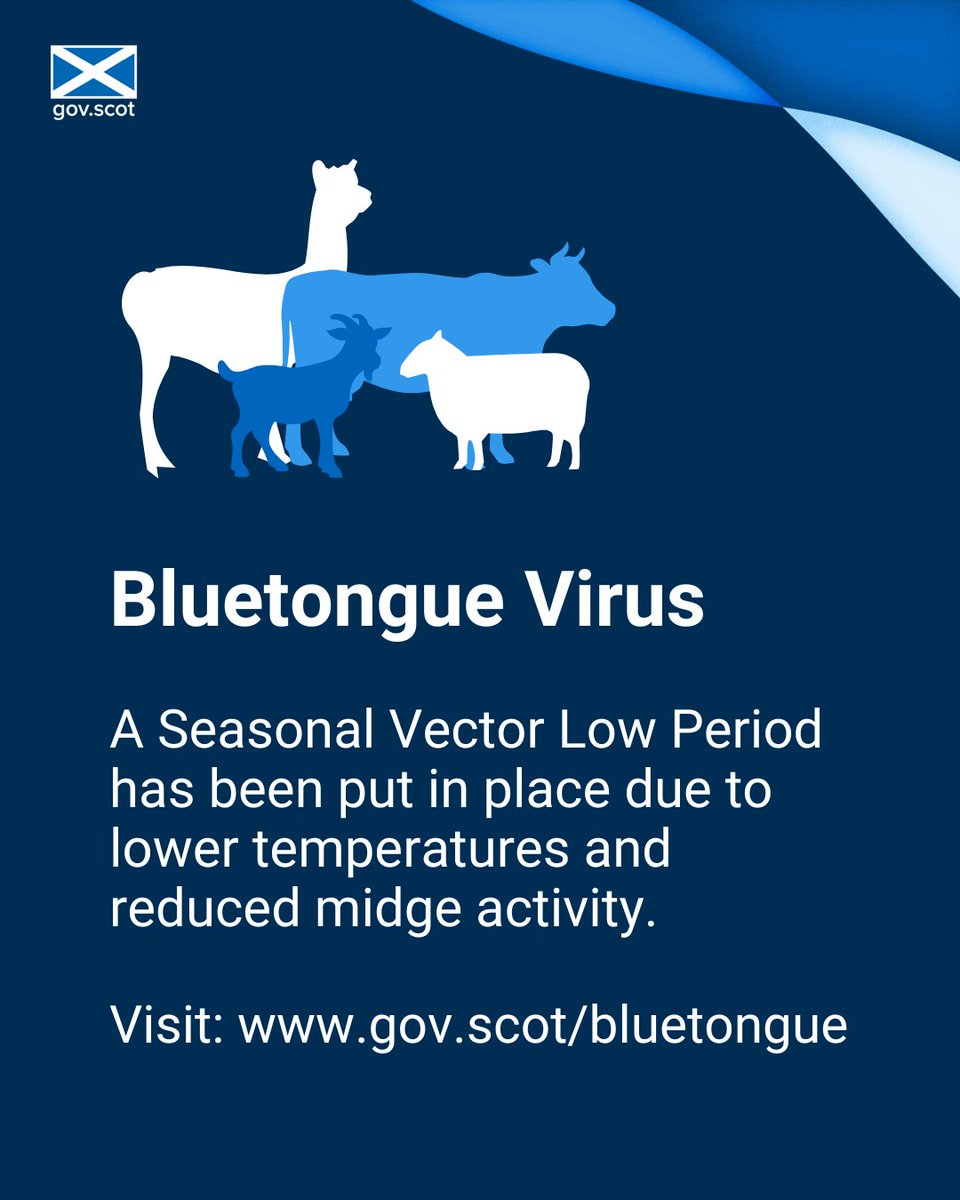 A Seasonal Vector Low Period began on Wednesday 15 January 2025, due to lower temperatures and reduced midge activity. This means that there have been some temporary relaxations to the bluetongue controls placed on animals moving to Scotland. More info: tinyurl.com/5n749w56