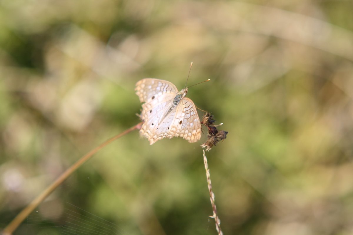 Everglades National Park is a paradise for butterfly lovers, showcasing diverse species and rich biodiversity. Year-round residents include the common buckeye and white peacock. Visit ow.ly/NJtt50Vp6uW for more info! NPS Photos