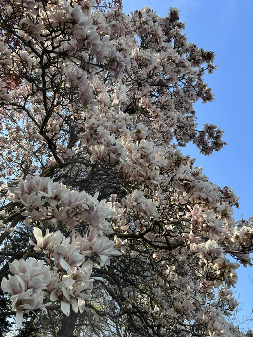 some trees from some walks I took recently
