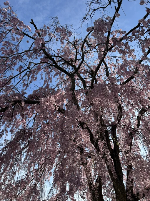 some trees from some walks I took recently