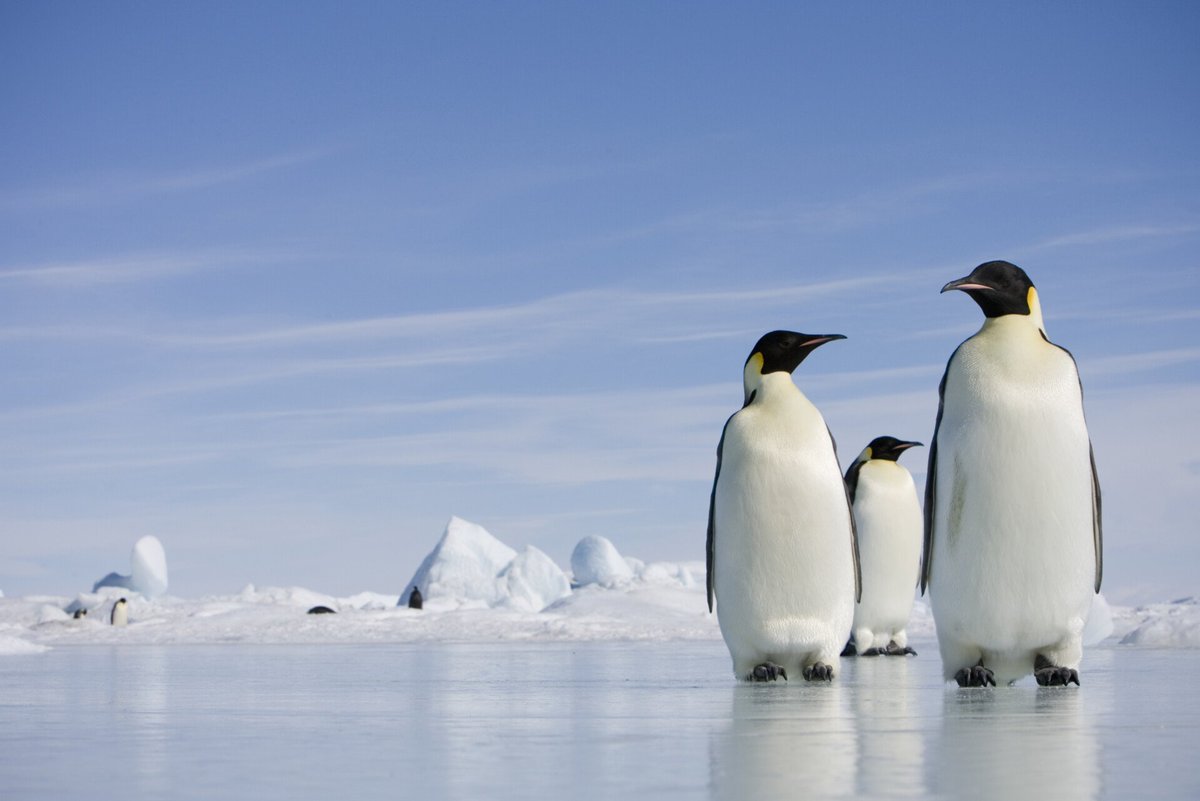 Should Antarctica’s ice have legal rights?

As a decades-old treaty begins to unravel and world powers eye new opportunities, a group of environmental lawyers is trying to save the southern continent.

f.mtr.cool/buzvobztvk