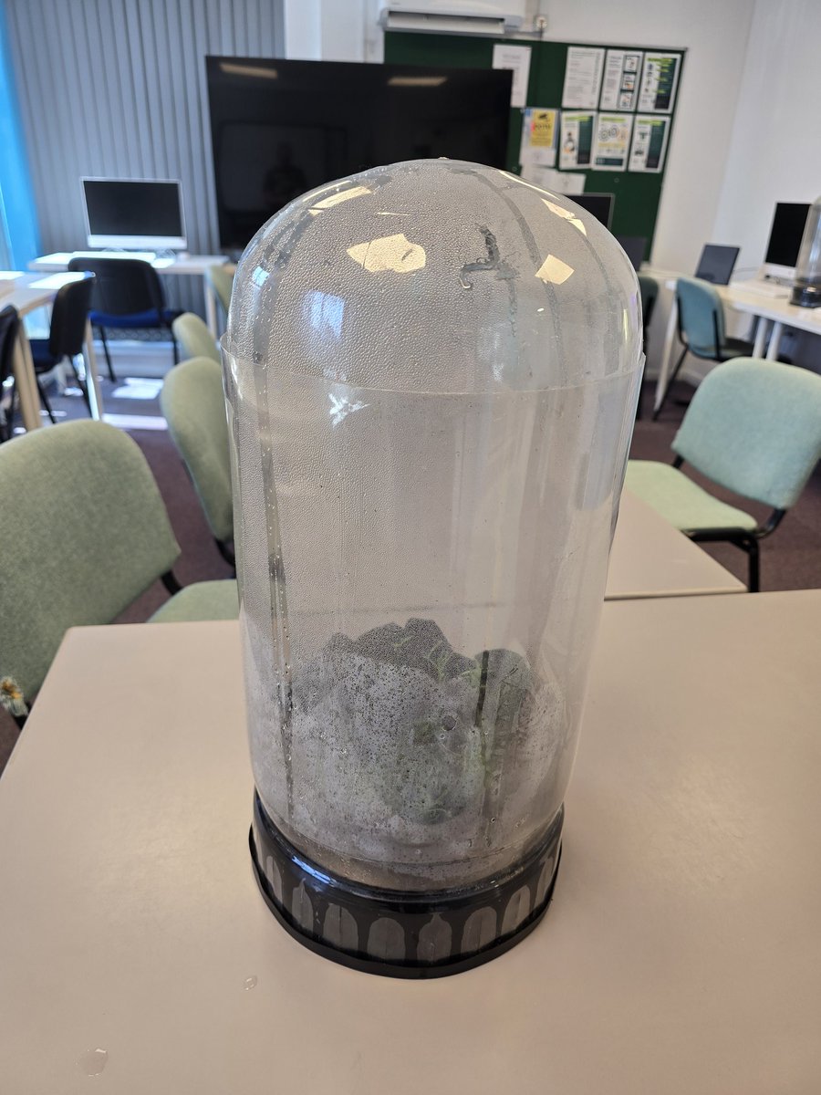 marvellouscic's tweet photo. Our online shop is open! First 5 orders get a free Buddha for your dome. 
https://t.co/npgHmm8eoZ to order yours today.

#mcic #growingfood #sneinton https://t.co/nncQkX10eC