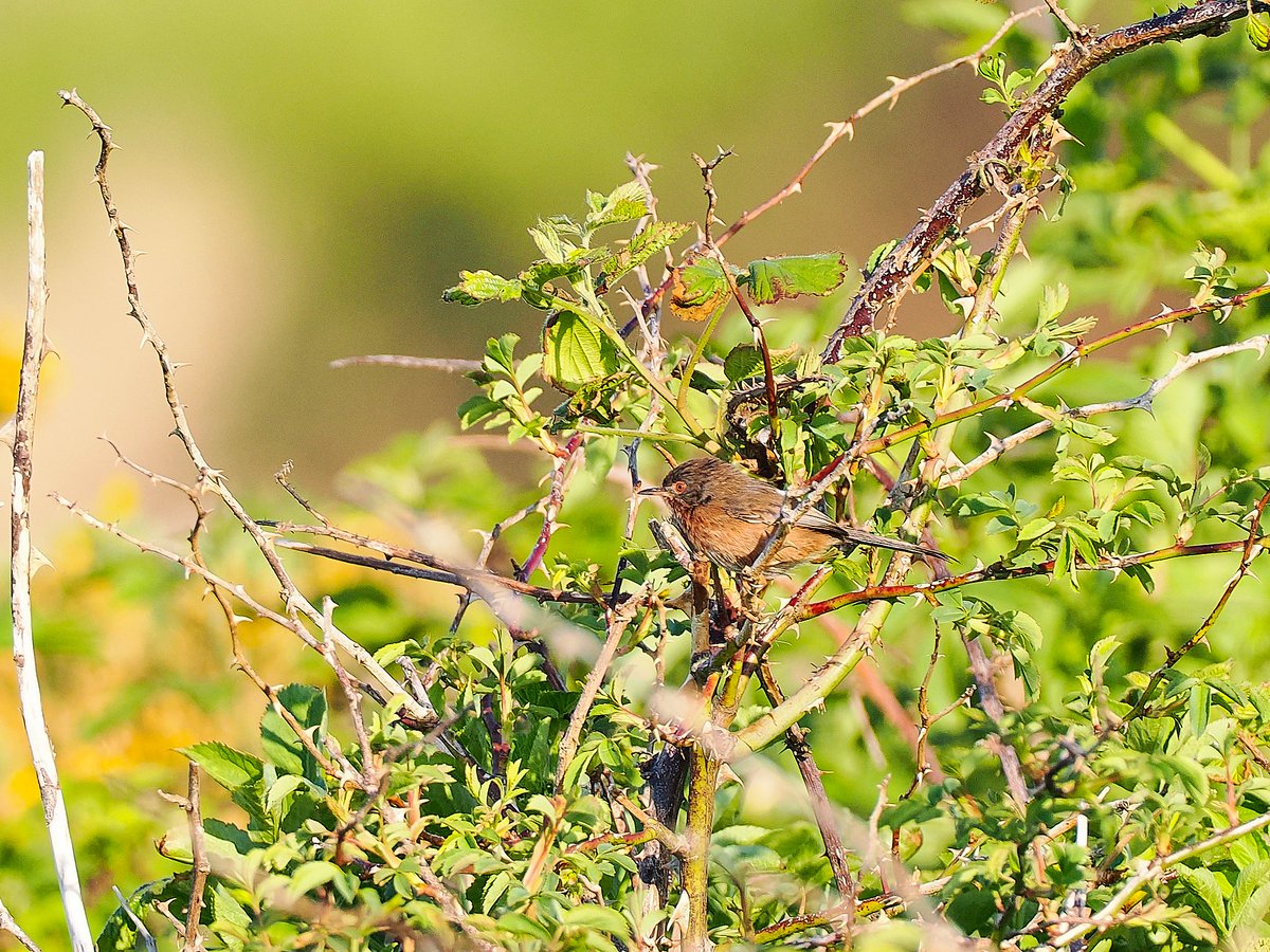 BirdsofClimping's tweet photo. A little variety around the patch this morning with a Dartford Warbler, Whinchat, Corn Bunting, Wheatear, Yellowhammer, 3 Lesser Whitethroat, 4 Cetti's and the regular Warblers present in good numbers, and 2 Little-ringed Plover. @SussexBirding @BirdGuides https://t.co/0DmRwYHwTS