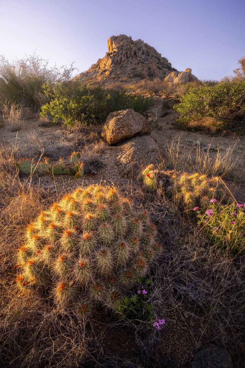 Spring in the desert 🌵 📸