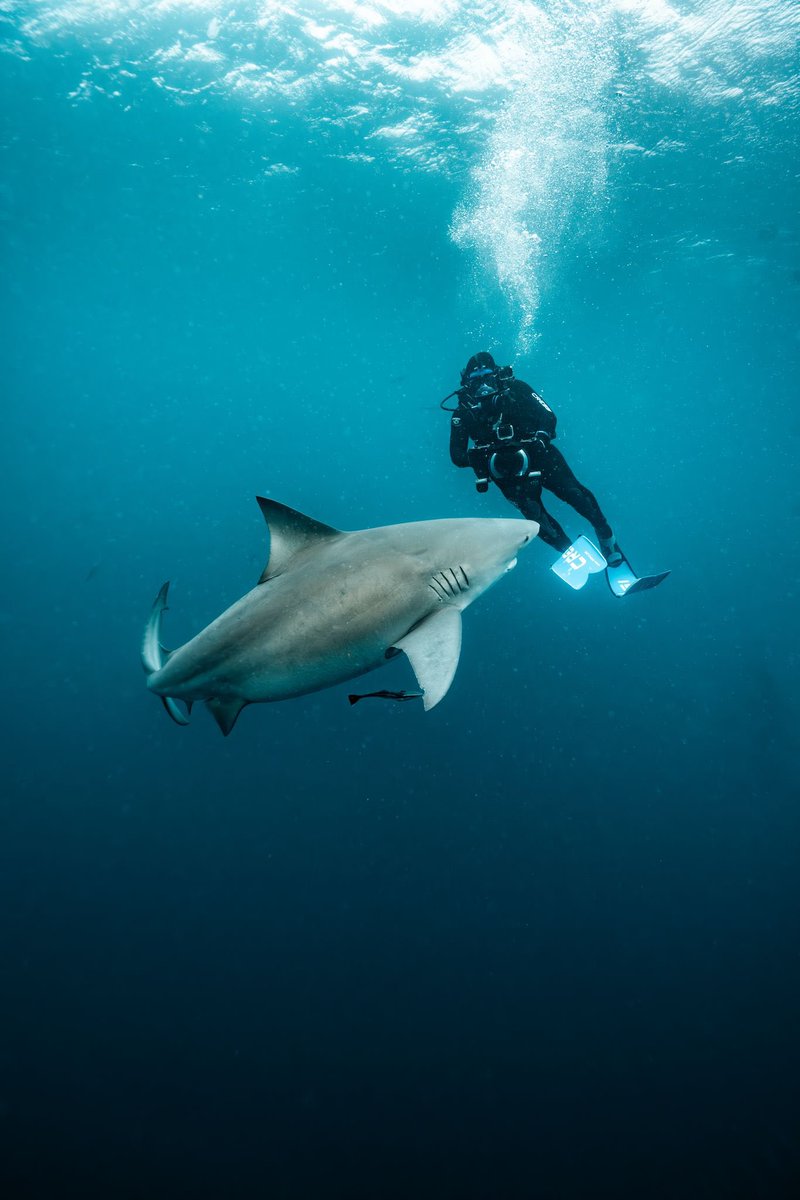 The next episode of Adventures with the SharkDoctor will be released in a few days! Tune in to see if our #sharkexclusionbarrier may be a solution to help end shark culling in places like #southernafrica &amp; #australia . 

Thanks <a href="/tannermansell/">Tannerunderwater</a> for 📸 and <a href="/CressiItaly/">Cressi</a>  for support!