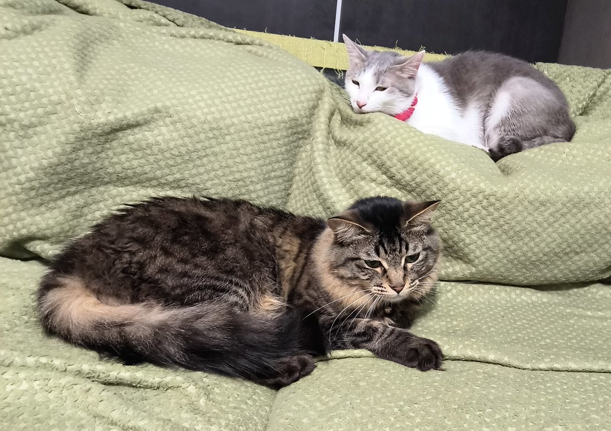 anko_temma_sake's tweet photo. ソファでくつろぐニャンズ𓃠𓃠

#ねこ
#ねこのいる幸せ
#猫好きさんと繋がりたい
#猫のいる暮らし
#保護猫
#catsofday
#CatsLover
#Caturday https://t.co/CAAajGKB7T