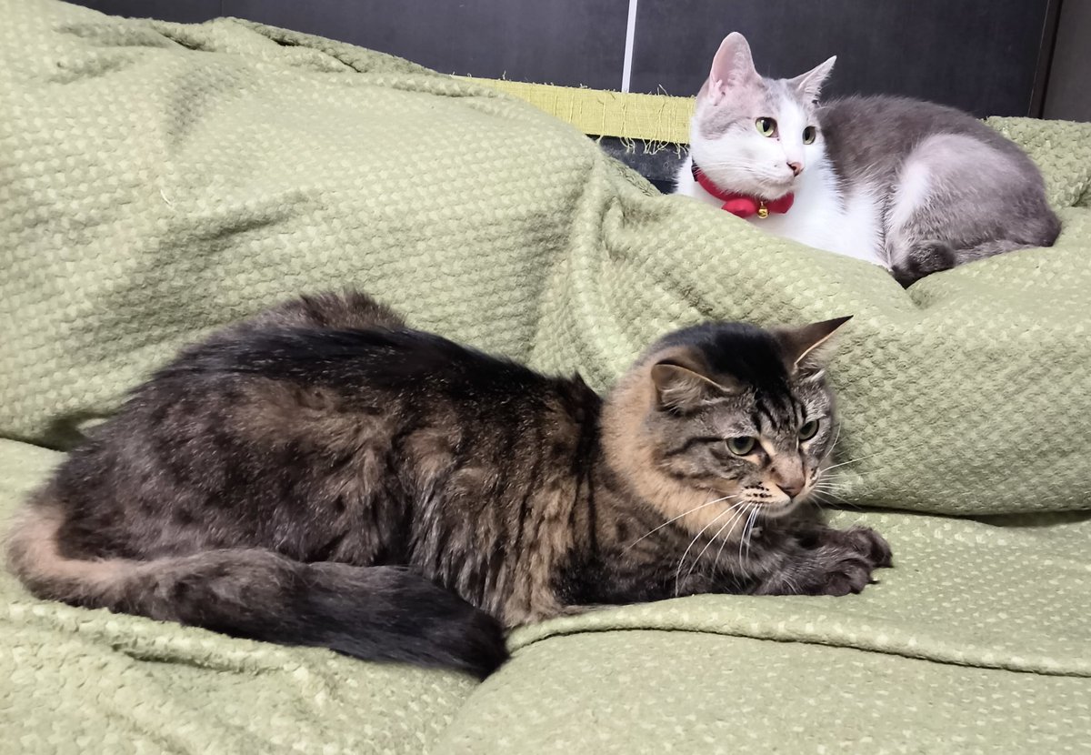 anko_temma_sake's tweet photo. ソファでくつろぐニャンズ𓃠𓃠

#ねこ
#ねこのいる幸せ
#猫好きさんと繋がりたい
#猫のいる暮らし
#保護猫
#catsofday
#CatsLover
#Caturday https://t.co/CAAajGKB7T