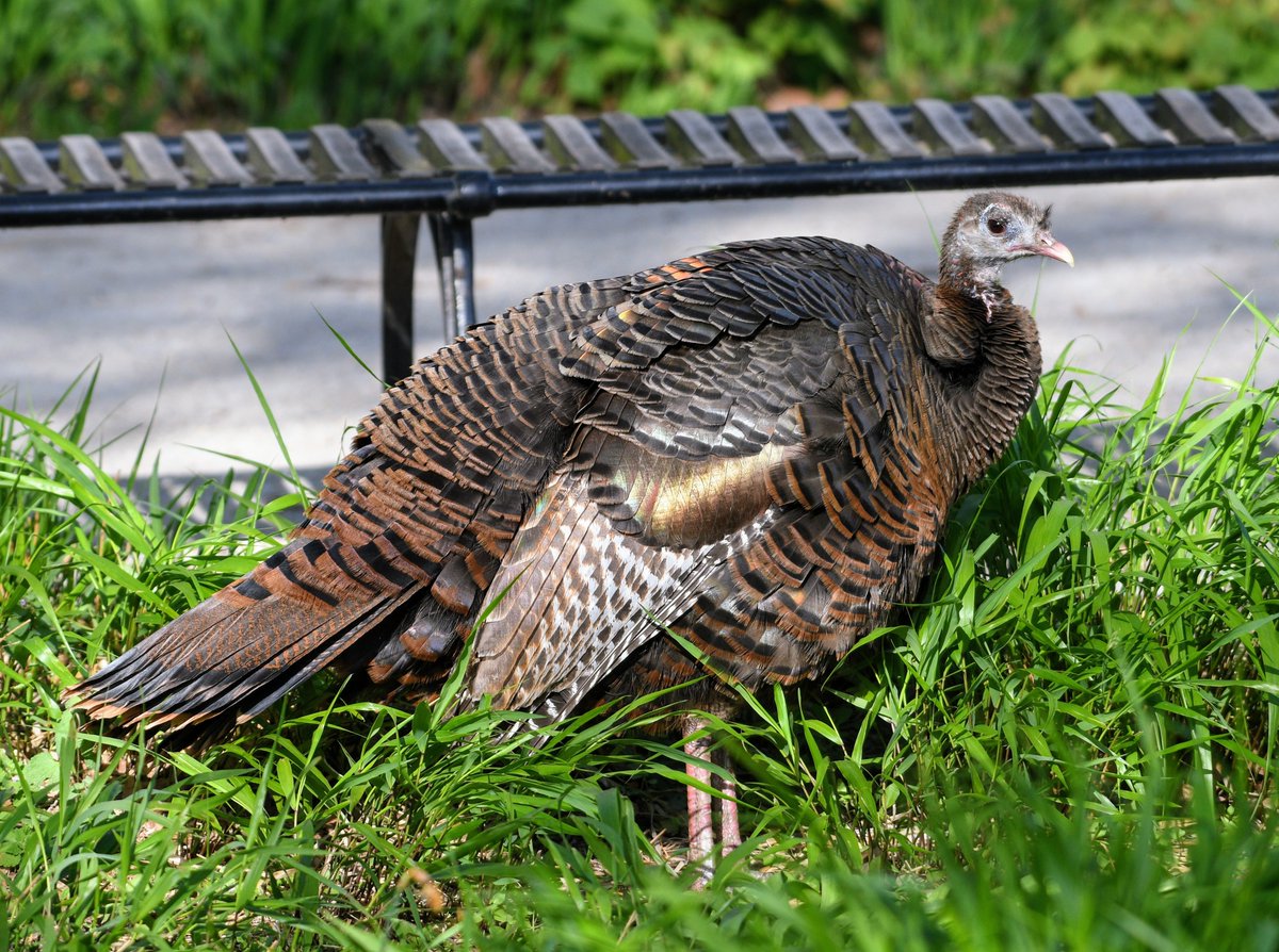 Astoria the Wild Turkey seen Monday evening in Manhattan's Battery Park, an excellent place for her with large gardens and friendly staff. She continues there this Tuesday. 🦃 ❤️
