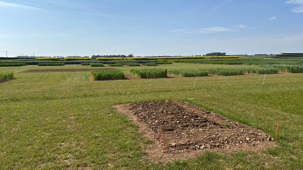 Tom Allen-Stevens (@tomallenstevens) on Twitter photo Here at the <a href="/CerealsEvent/">Cereals Event</a> site on the <a href="/bofinfarmers/">@BofinFarmers</a> stand looking over <a href="/Rothamsted/">Rothamsted Research</a> stand with other plots & the <a href="/KWSUKLtd/">KWS UK Ltd</a> SeedtoShelf seminar area in the distance. Sooo looking forward to the event, especially the <a href="/probityproject_/">PROBITY Project</a> seminar taking place around lunchtime both days Here at the <a href="/CerealsEvent/">Cereals Event</a> site on the <a href="/bofinfarmers/">@BofinFarmers</a> stand looking over <a href="/Rothamsted/">Rothamsted Research</a> stand with other plots & the <a href="/KWSUKLtd/">KWS UK Ltd</a> SeedtoShelf seminar area in the distance. Sooo looking forward to the event, especially the <a href="/probityproject_/">PROBITY Project</a> seminar taking place around lunchtime both days