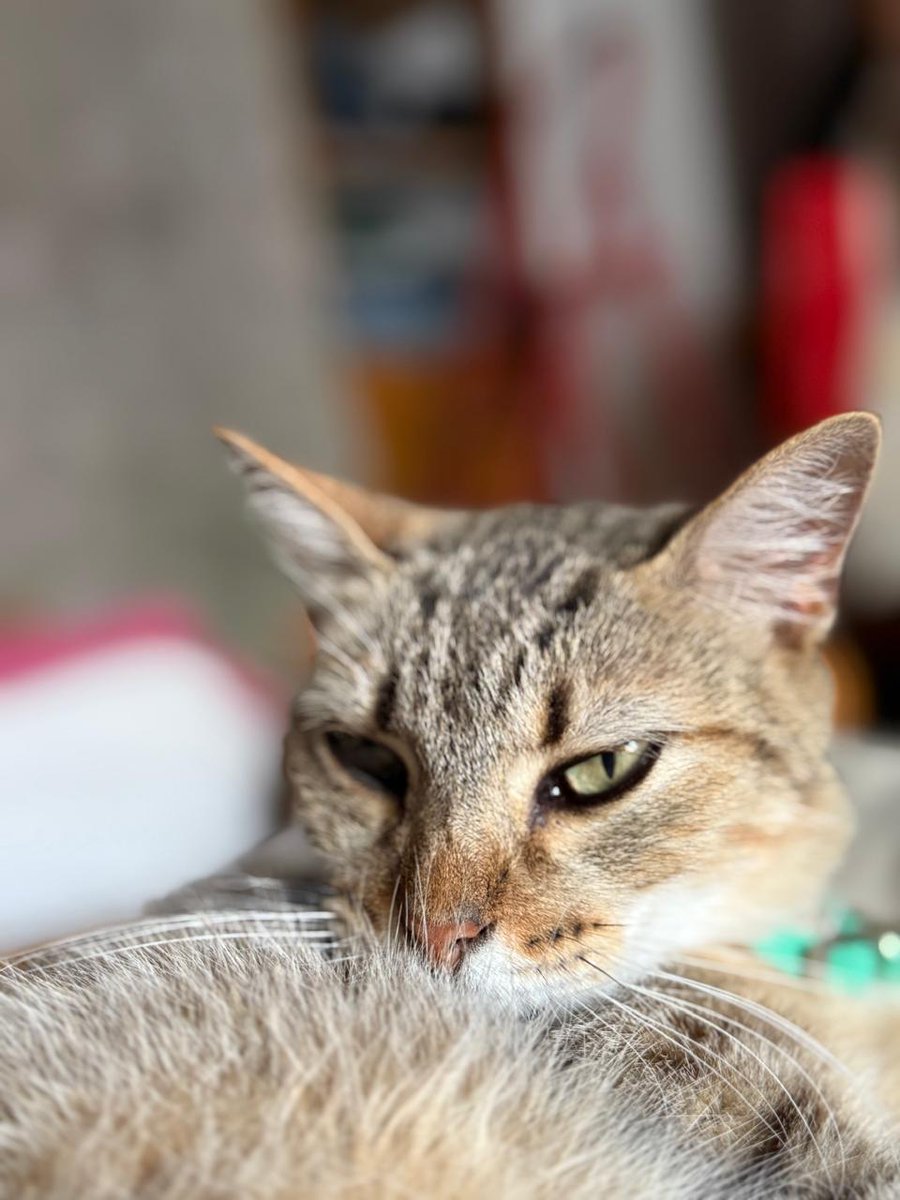 lauradepascal's tweet image. Feliz día a mi gran compañero