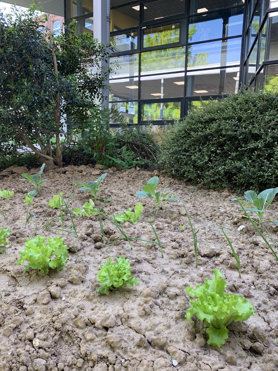 natbibcool's tweet photo. Silence…ça pousse, du côté de la #BUDroit 🌱🤩 https://t.co/Pl2l26EPlu