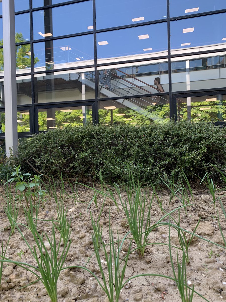 natbibcool's tweet photo. Silence…ça pousse, du côté de la #BUDroit 🌱🤩 https://t.co/Pl2l26EPlu