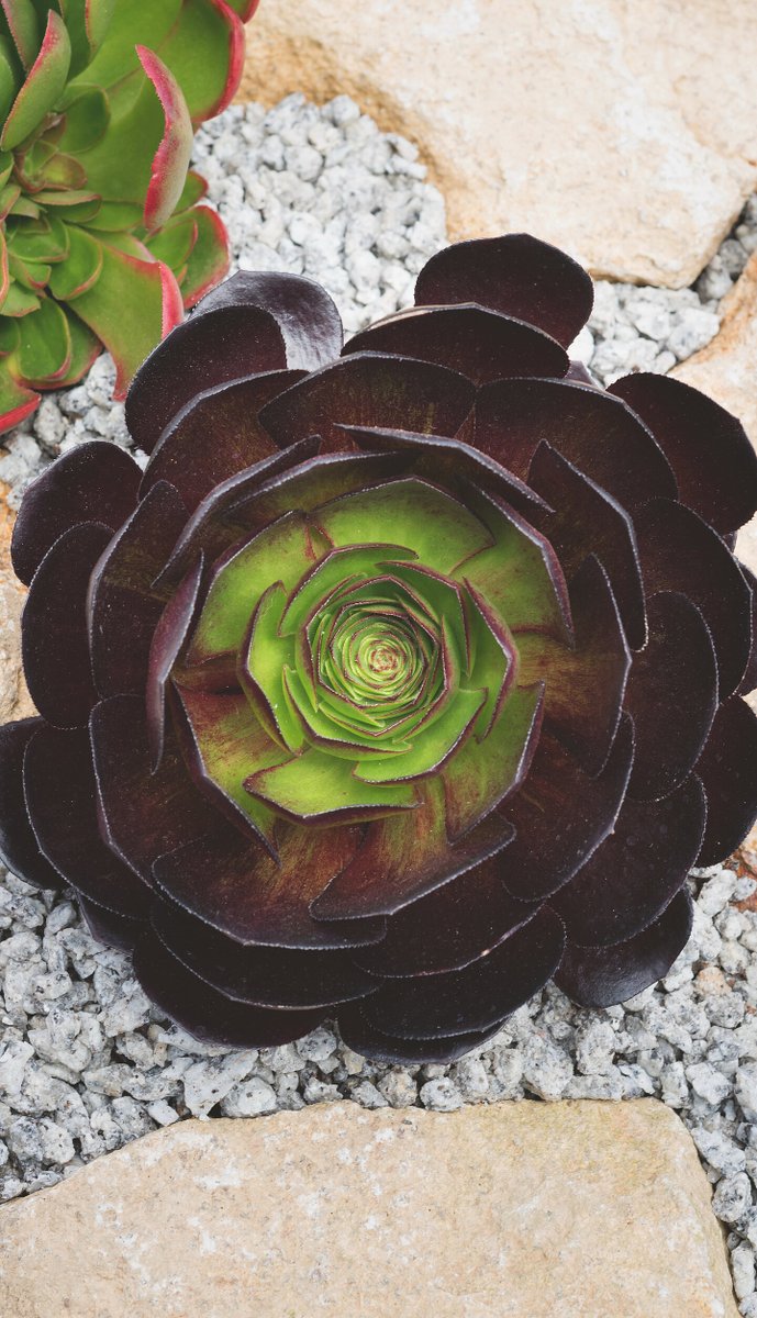 GFMGartenmarkt's tweet photo. Sie punkten mit leuchtenden #Blüten oder #Blättern und halten sich im Wuchs aber dezent zurück: Mit den hier vorgestellten #Pflanzen muss niemand auf eindrucksvolle Farben verzichten, ob der #Garten nun groß oder klein ist, so Plantipp. https://t.co/DCviaFVMZf

#Gartengestaltung https://t.co/Yeqx4b7nli