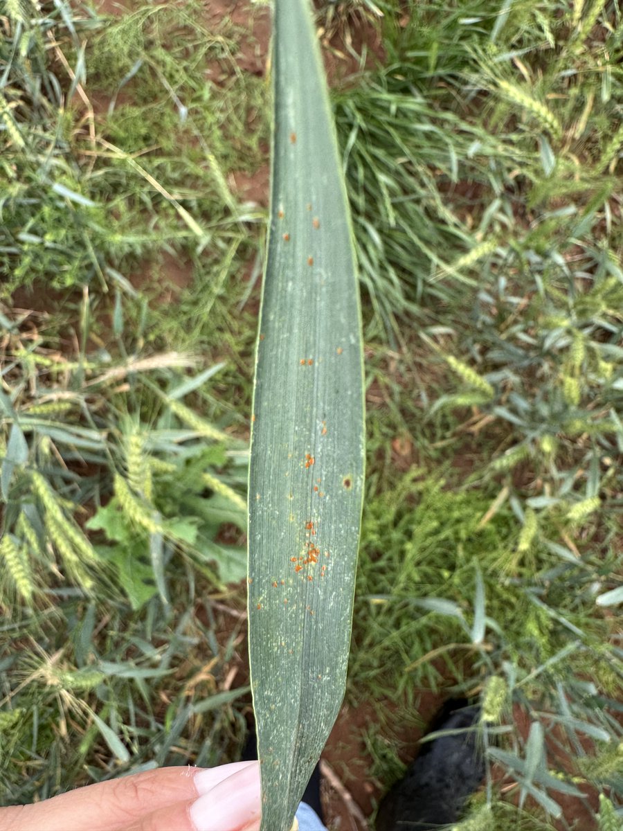 Leaf rust was observed today in southwest Oklahoma (Grandfield). Incidence in the variety trial was high, though severity is still low.