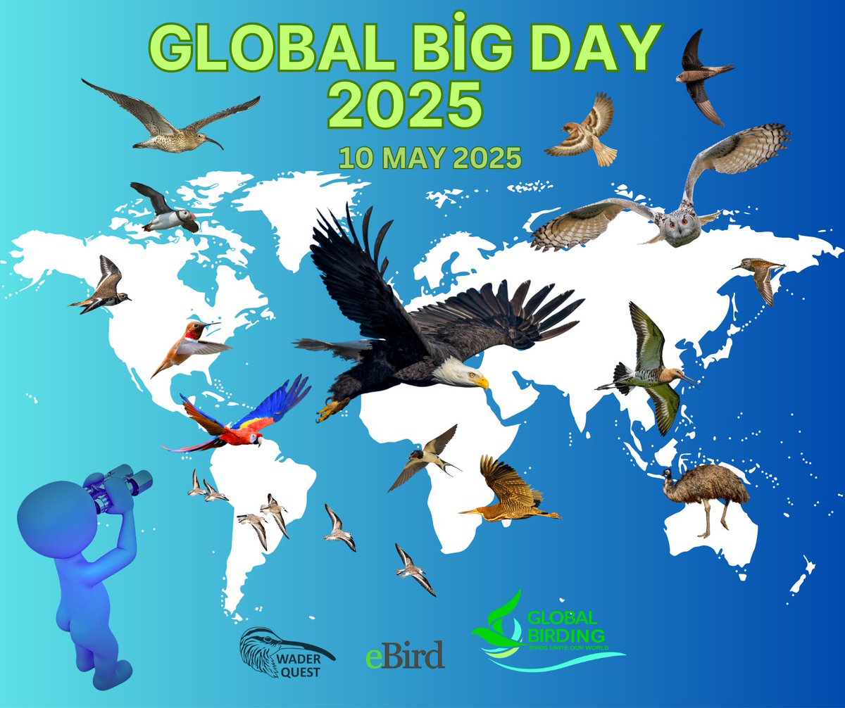 Wader Quest (@waderquest) on Twitter photo The Global Big Day is coming...
We hope you’ll be able to join WaderQuestTeam (eBird)
<a href="/global_birding/">Global Birding</a> <a href="/Rutlandbirds/">Tim Appleton MBE !</a>
Be #inspired by #waders or #shorebirds #birds
#birdsuniteourworld
<a href="/CornellBirds/">Cornell Lab</a> <a href="/Team_eBird/">eBird</a>
<a href="/instagram/">Instagram</a> #birdsofinstagram The Global Big Day is coming...
We hope you’ll be able to join WaderQuestTeam (eBird)
<a href="/global_birding/">Global Birding</a> <a href="/Rutlandbirds/">Tim Appleton MBE !</a>
Be #inspired by #waders or #shorebirds #birds
#birdsuniteourworld
<a href="/CornellBirds/">Cornell Lab</a> <a href="/Team_eBird/">eBird</a>
<a href="/instagram/">Instagram</a> #birdsofinstagram