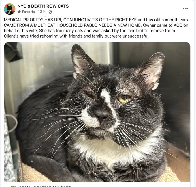 🆘🆘 PABLO, 5 YO,  MALE–  IN MANHATTAN ACC - brought into the shelter by “owner” – has too many cats – landlord wants removed  🆘🆘 😿 😿 😿 😿

➡️ NOT ON EPL BUT AT HIGHEST POSSIBLE RISK OF EU

➡️ MEDICAL PRIORITY – HAS URI, CONJUNCTIVITIS OF THE RIGHT EYE AND OTITIS IN BOTH