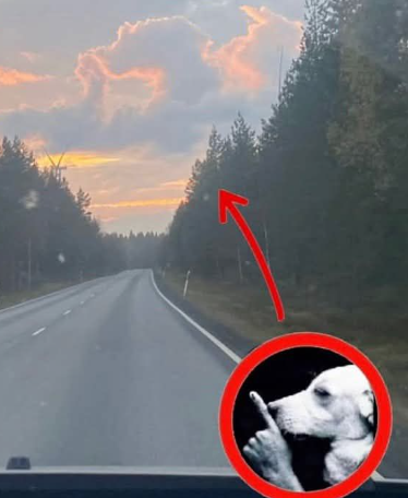 Una hormiga que mira tu post 🐜 (@hormiga_returns) on Twitter photo 