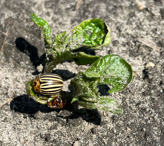 Leptinotarsa decemlineata , de soortnaam duidt op de 10 lengtestrepen over de kever. In Nederland spreken we over de #Coloradokever. Deze kever wordt inmiddels door de #Wesemael #AgroBuren adviseurs in opslagplanten gevonden!!! #Akker