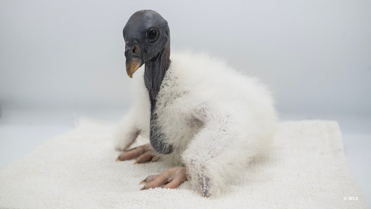 The first king vulture chick in three decades has hatched at the Bronx Zoo! (1/4)