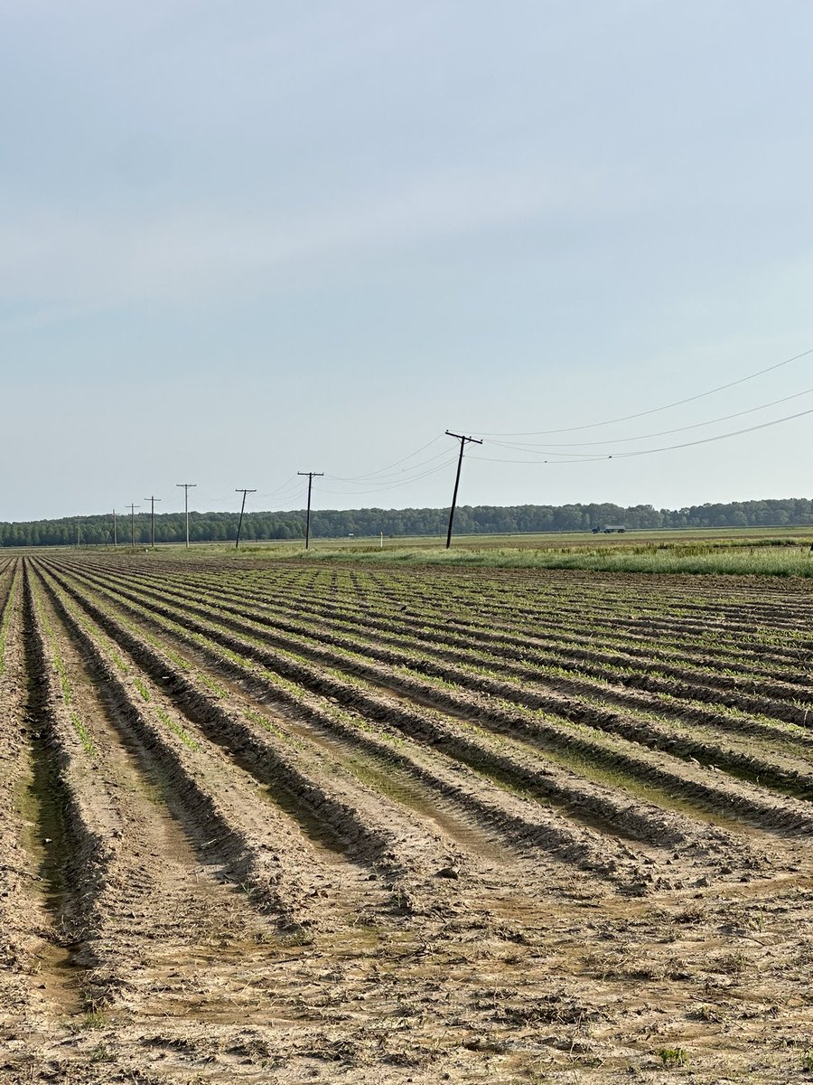 Corn Trials at RREC up and running.