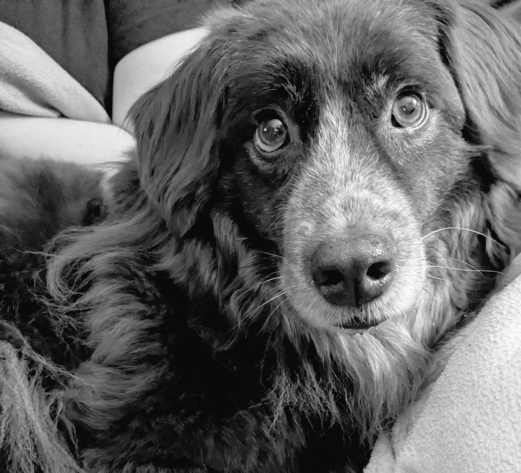 spurtifix's tweet photo. @masi_tania #EhrenspalierFürCuinto

Das tut uns wirklich sehr leid, eine gute Reise 🌈 wünschen wir dir, lieber Cuinto🐶🫂🖤 https://t.co/6MyK9Z4G0U