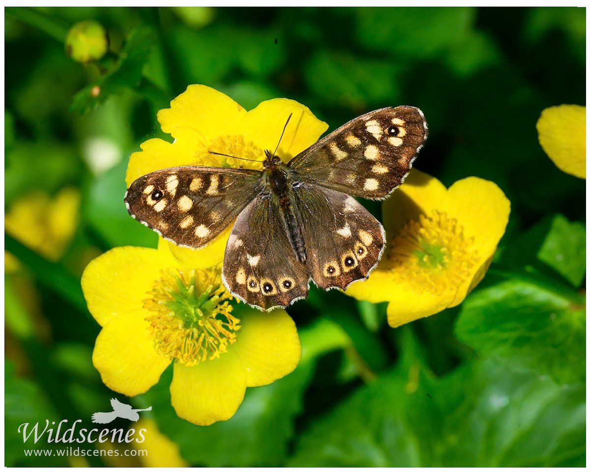 John Gardner (@wildscenesuk) on Twitter photo Always nice to make an image in the garden; this speckled wood was basking on the marsh marigolds this morning catching the early sun.
<a href="/BBCSpringwatch/">BBC Springwatch</a> <a href="/uk_butterflies/">UK Butterflies</a> #GardenersWorld
#macrophotography #butterfly #gardenwildlife Always nice to make an image in the garden; this speckled wood was basking on the marsh marigolds this morning catching the early sun.
<a href="/BBCSpringwatch/">BBC Springwatch</a> <a href="/uk_butterflies/">UK Butterflies</a> #GardenersWorld
#macrophotography #butterfly #gardenwildlife