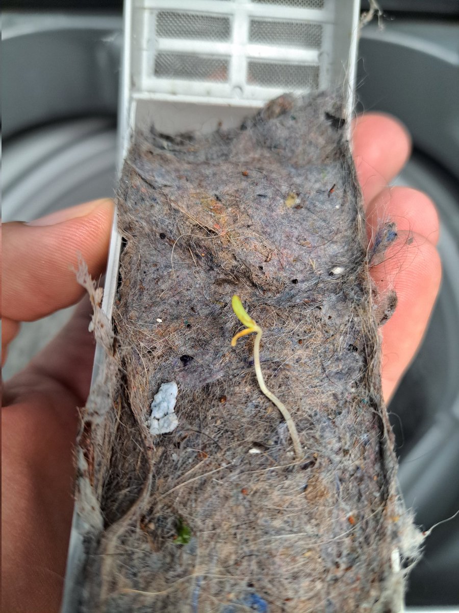 Lo que me encontré en el filtro de la lavadora: la vida abriéndose camino.