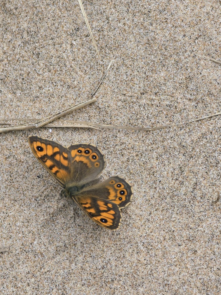 chrisambrose22's tweet photo. We saw our first Wall's of the year yesterday along the @AinsdaleNNR  UKBMS transect. Always nice to see. @BC_Lancs @savebutterflies https://t.co/hck87K8ns3