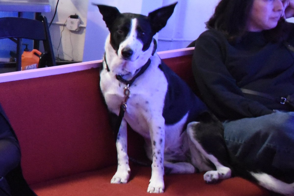 ArtyistStudio's tweet photo. Our final featured ✨Pup Star✨we got to meet at the @SuperchiefNFT for @NFTLAlive 2025! She was one of the sweetest dogs we met! 🐶🐾
Photography by @thekathycopsey
#nftla2025 #nftla #web3 #pupstars https://t.co/ln09KfwjRI