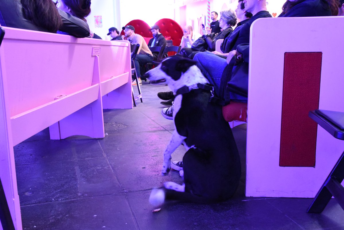ArtyistStudio's tweet photo. Our final featured ✨Pup Star✨we got to meet at the @SuperchiefNFT for @NFTLAlive 2025! She was one of the sweetest dogs we met! 🐶🐾
Photography by @thekathycopsey
#nftla2025 #nftla #web3 #pupstars https://t.co/ln09KfwjRI