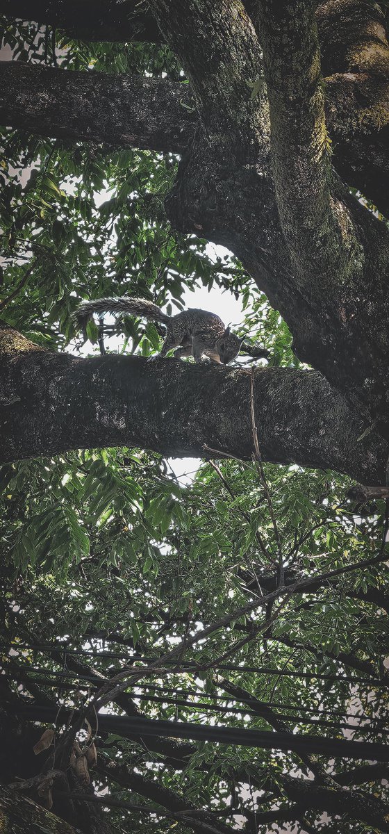 Herreraa_05's tweet photo. Skwovet en su habitat natural♥️ https://t.co/Sza4YURQLl