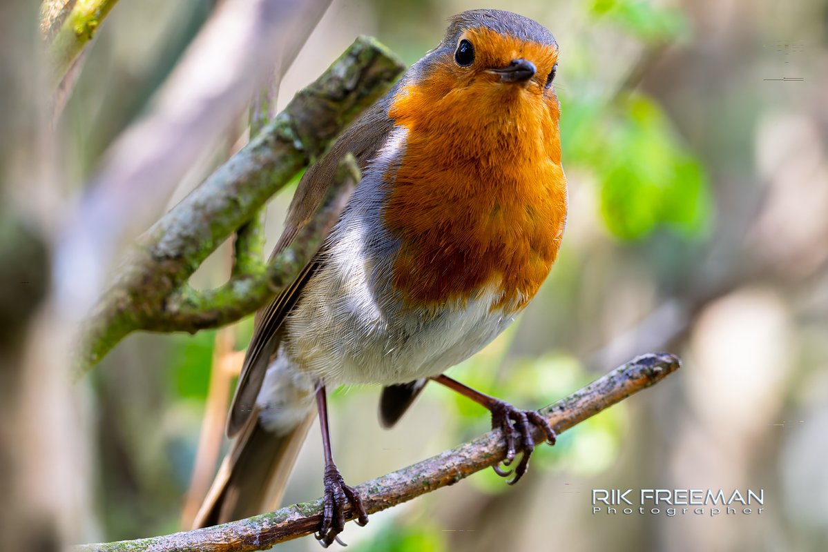 Rik Freeman Photographer (@rickfr01) on Twitter photo Out earlier looking around & a Robin decides to want to check me out. From a short distance it hops to a closer branch, takes a good look & then bursts into song... Totally enchanted by these gorgeous little birds.
<a href="/CanonUKandIE/">Canon UK and Ireland</a> <a href="/SVCountryPark/">Severn Valley CP</a> <a href="/GlobalBirdfair/">Global Birdfair</a> #liveforthestory Out earlier looking around & a Robin decides to want to check me out. From a short distance it hops to a closer branch, takes a good look & then bursts into song... Totally enchanted by these gorgeous little birds.
<a href="/CanonUKandIE/">Canon UK and Ireland</a> <a href="/SVCountryPark/">Severn Valley CP</a> <a href="/GlobalBirdfair/">Global Birdfair</a> #liveforthestory