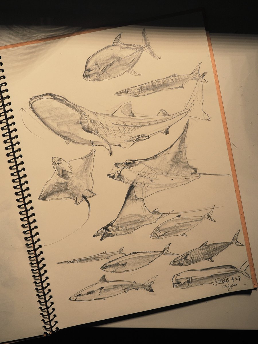 美ら海水族館より。黒潮の海。